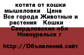 котята от кошки мышеловки › Цена ­ 10 - Все города Животные и растения » Кошки   . Свердловская обл.,Новоуральск г.